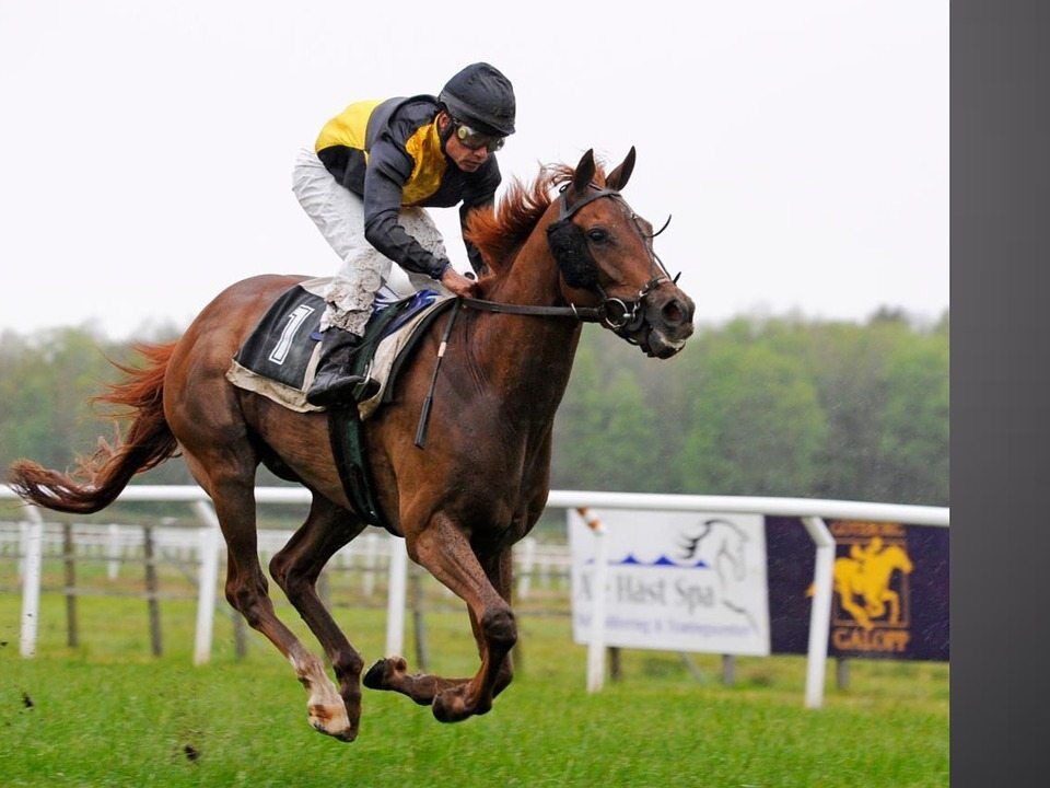 Cavallo al galoppo su una pista ippica